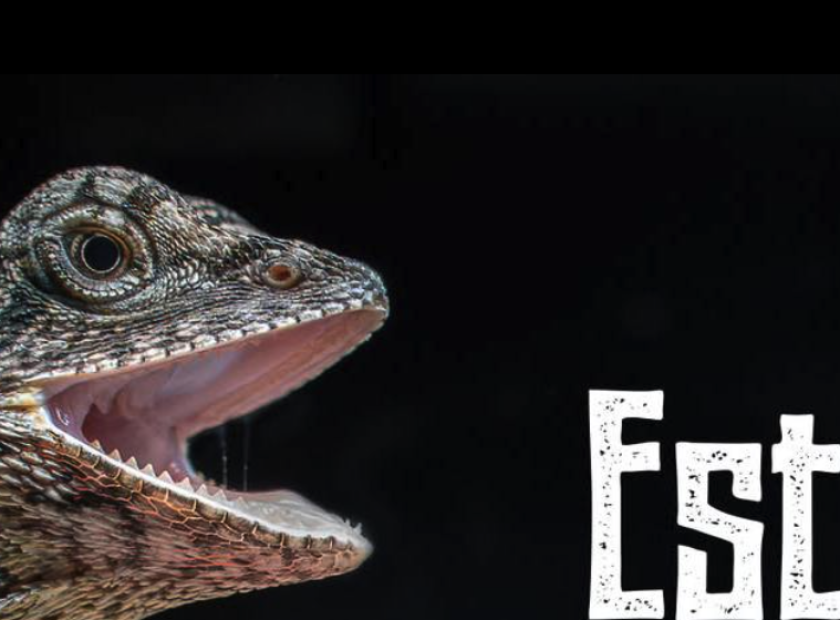 Evening Walk Debrecen Zoo