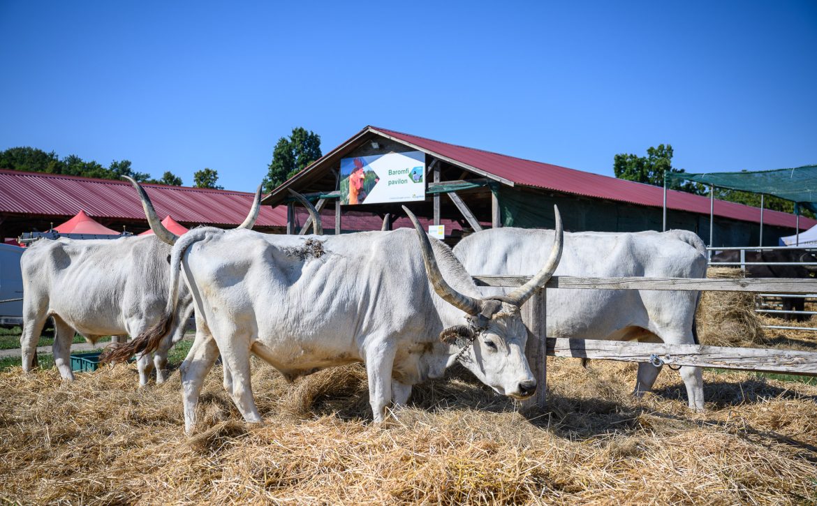 The 34th Farmer Expo has started in Debrecen