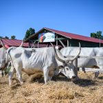 The 34th Farmer Expo has started in Debrecen
