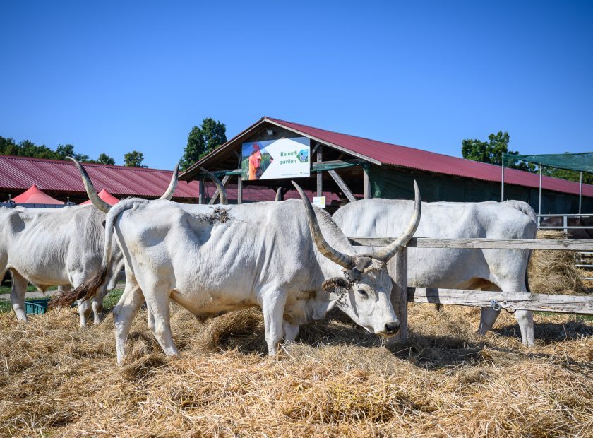 The 34th Farmer Expo has started in Debrecen