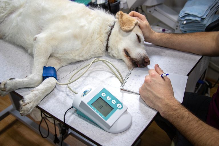 Veterinary clinic Pixabay 768x512