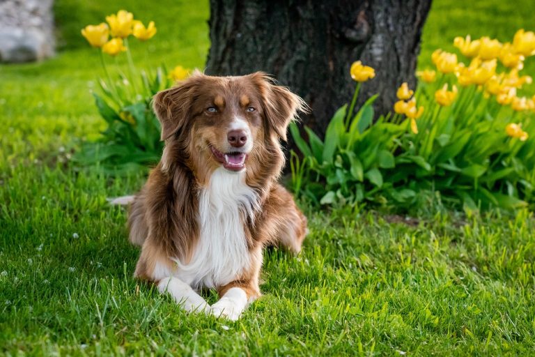 dog training  pixabay 1 768x512