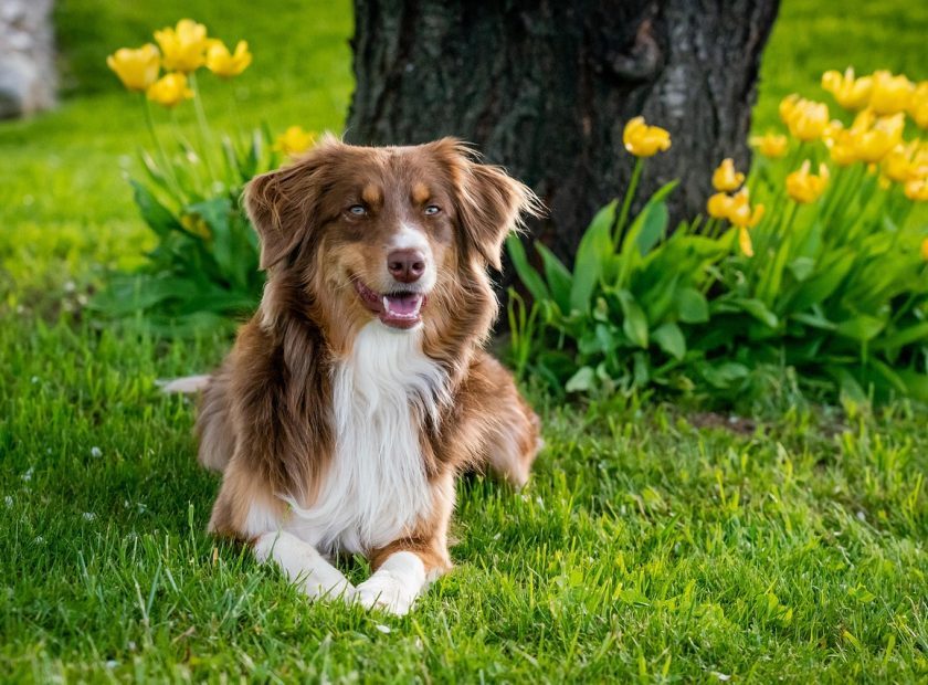 Dog-Like May Day