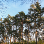 One More Reason to Visit University of Debrecen's Botanical Garden