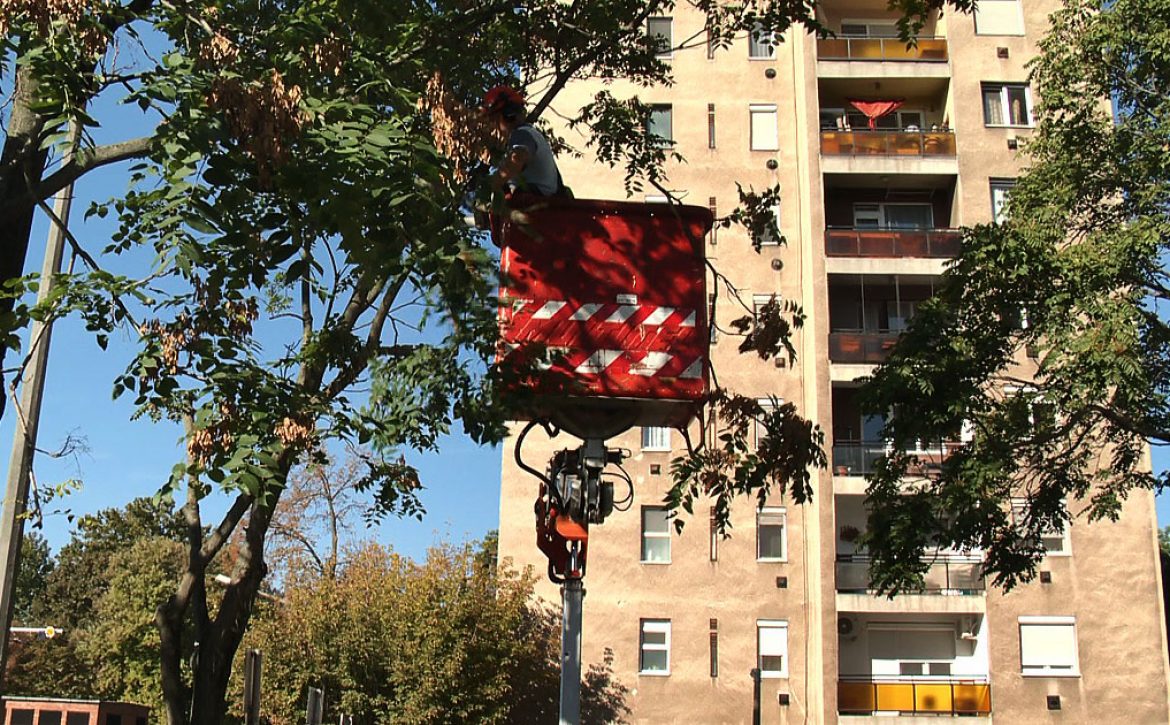Seasonal treecare underway across Debrecen