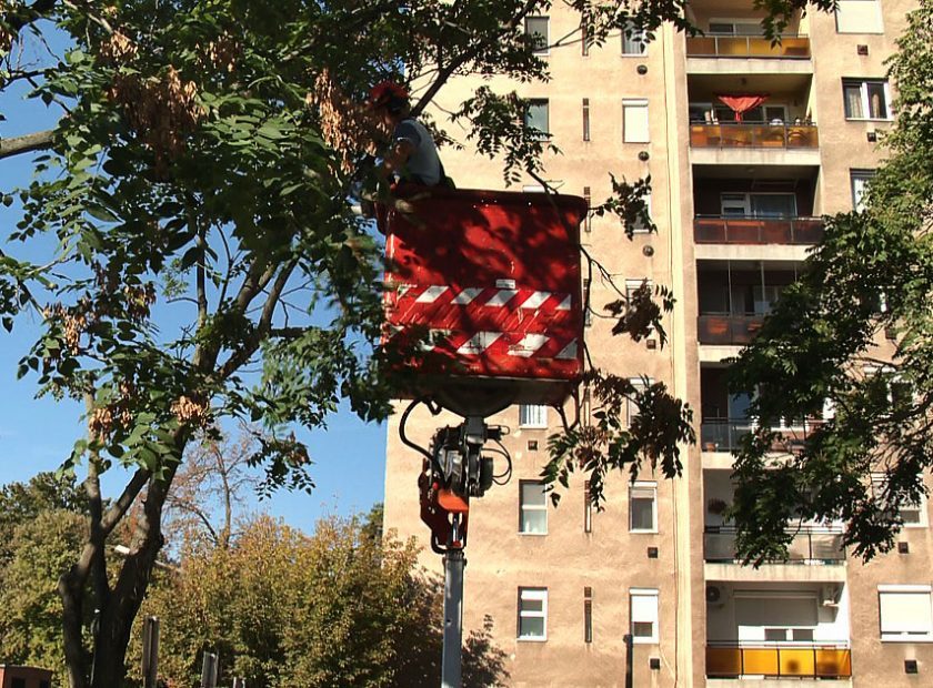 Seasonal treecare underway across Debrecen
