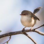 Bird watching days will take place this weekend