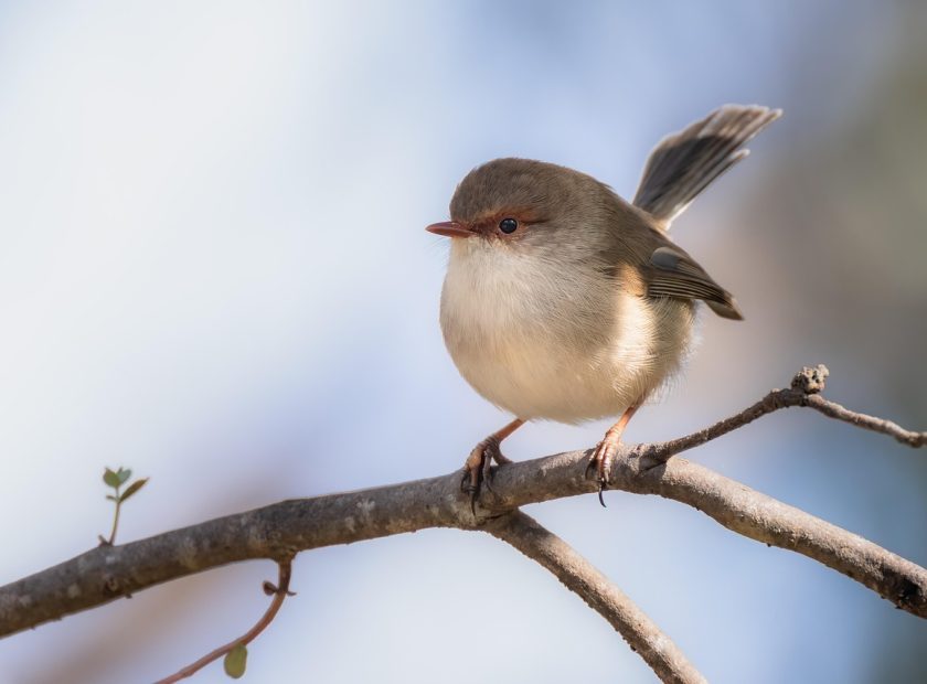 bird