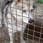 Debrecen animal welfare activists  also won in state tender