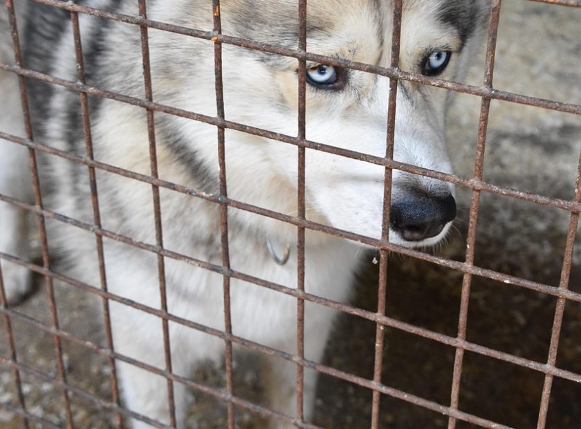 dog shelter