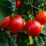 Debrecen researchers are testing if plants can exhibit Pavlovian reflexes