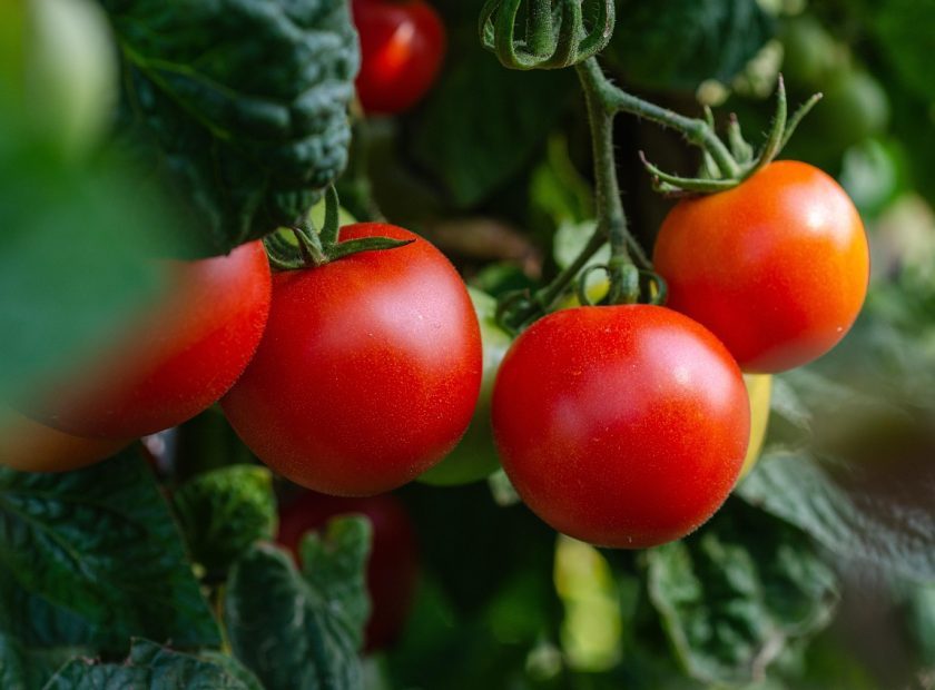 tomato plant