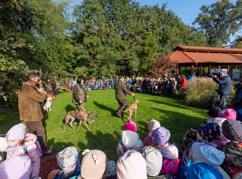 All roads lead to the Great Forest: this is how the celebration of nature unfolded in Debrecen
