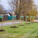 Community tree planting in Pallag