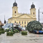 Debrecen's Christmas tree was placed in the main square again this year