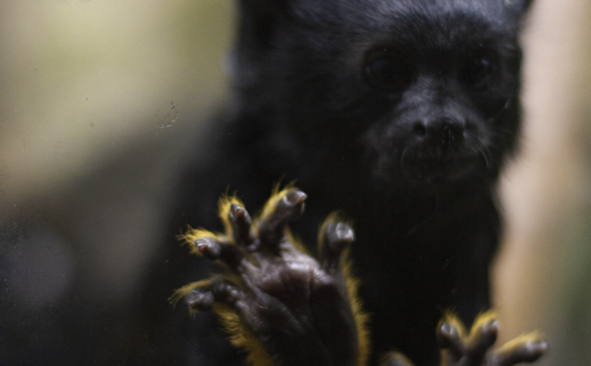 Debrecen Zoo _tamarins