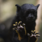 Beautiful new arrivals were born at the Debrecen Zoo