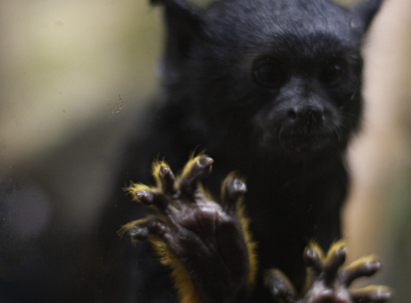 Debrecen Zoo _tamarins