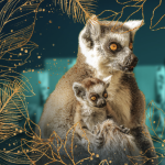 Festive Donation Weekend with Santa at Debrecen Zoo