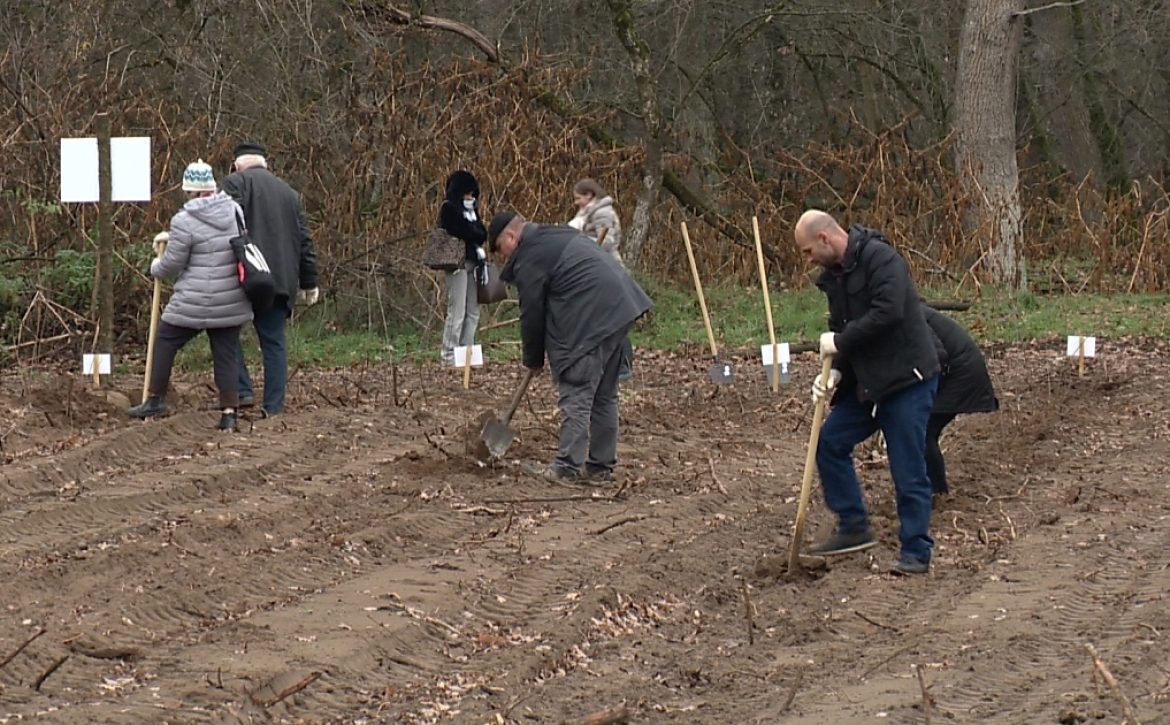 Seven thousand native saplings will be planted on one-hectare in the Great Forest