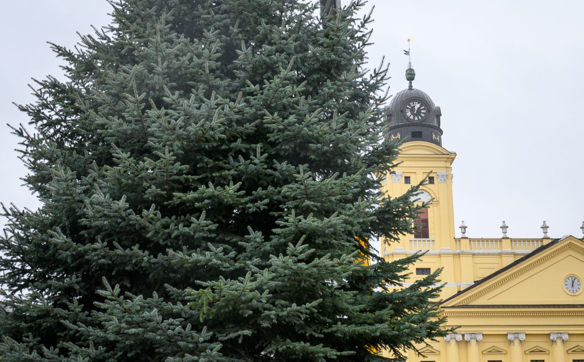 The city’s Christmas tree was set up in Debrecen’s main square