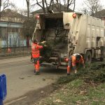 Discarded Christmas tree collection begins Tuesday