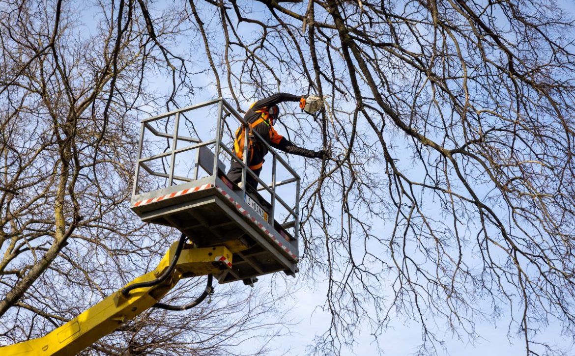 Street‑tree pruning is well underway across Debrecen