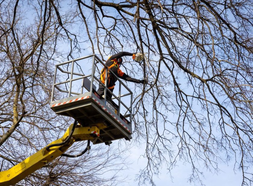 Streetâtree pruning is well underway across Debrecen