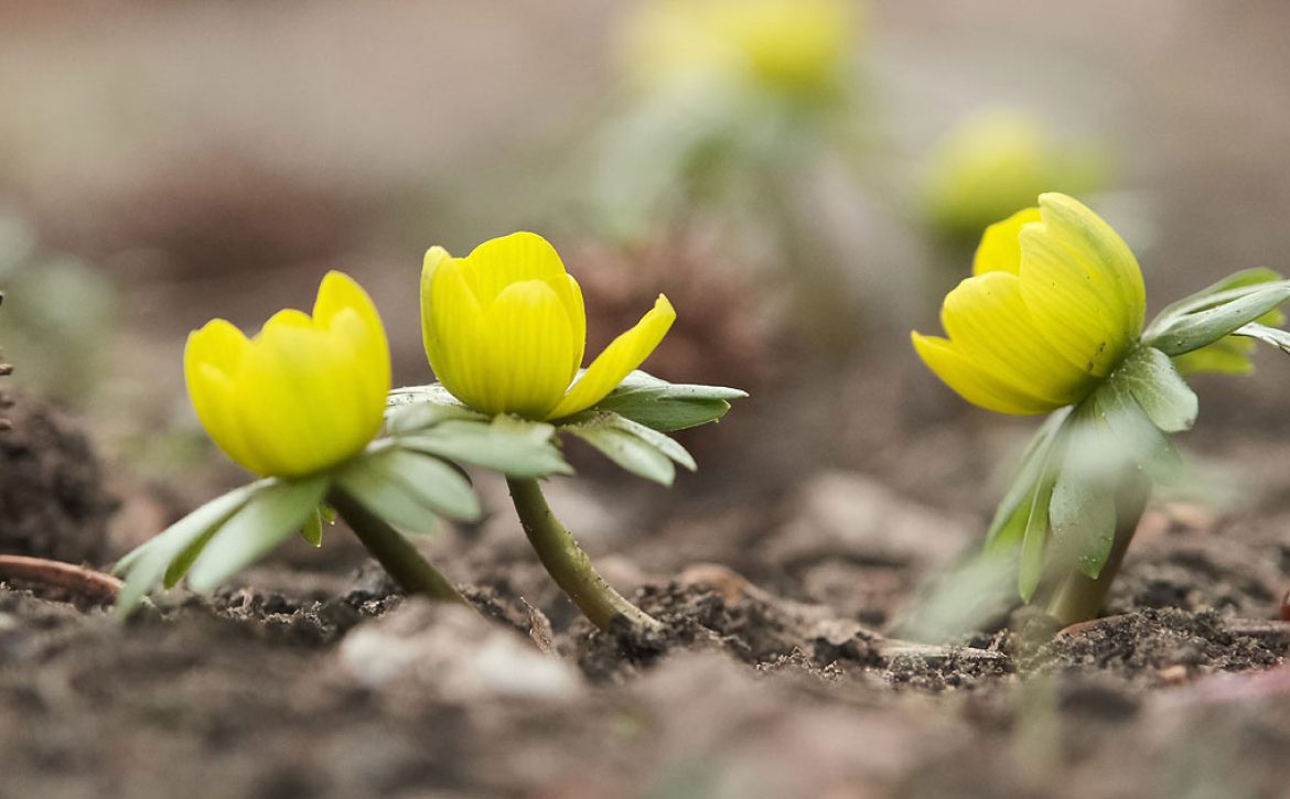 Early Flowers Open at the Debrecen Botanical Garden