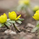 Early Flowers Open at the Debrecen Botanical Garden