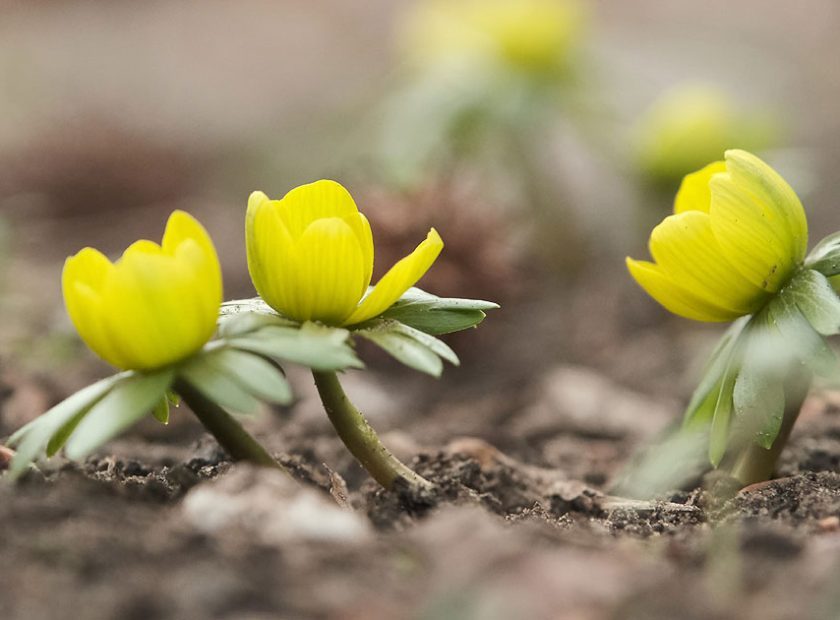 Early Flowers Open at the Debrecen Botanical Garden