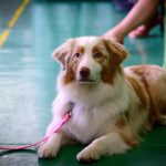 Animal Welfare Organisations in Debrecen and Hajdú-Bihar Among State Grant Recipients