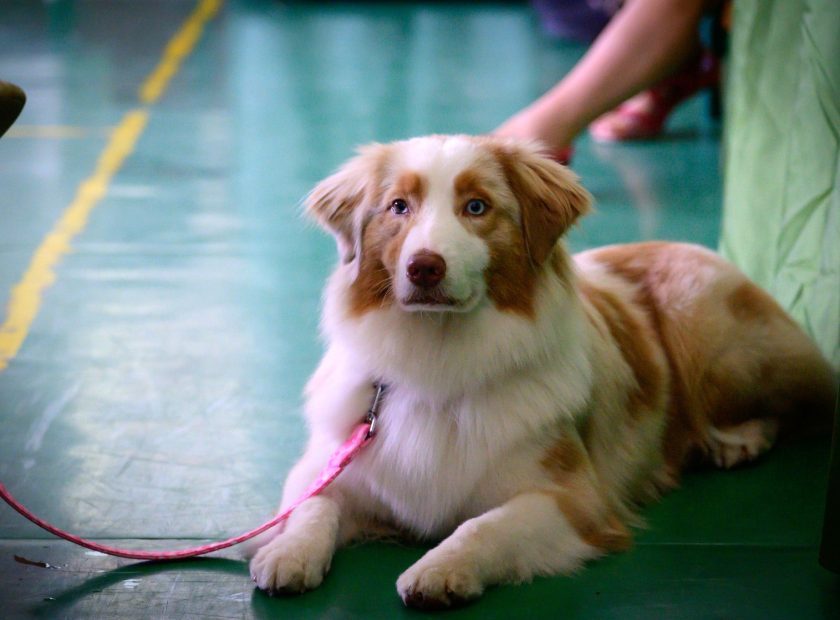 Animal Welfare Organisations in Debrecen and Hajdú-Bihar Among State Grant Recipients