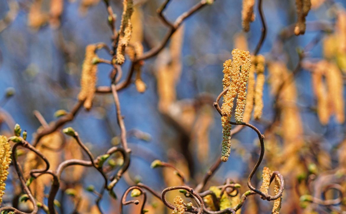 Pollen Season Arrives — Experts Highlight Testing as the Top Priority