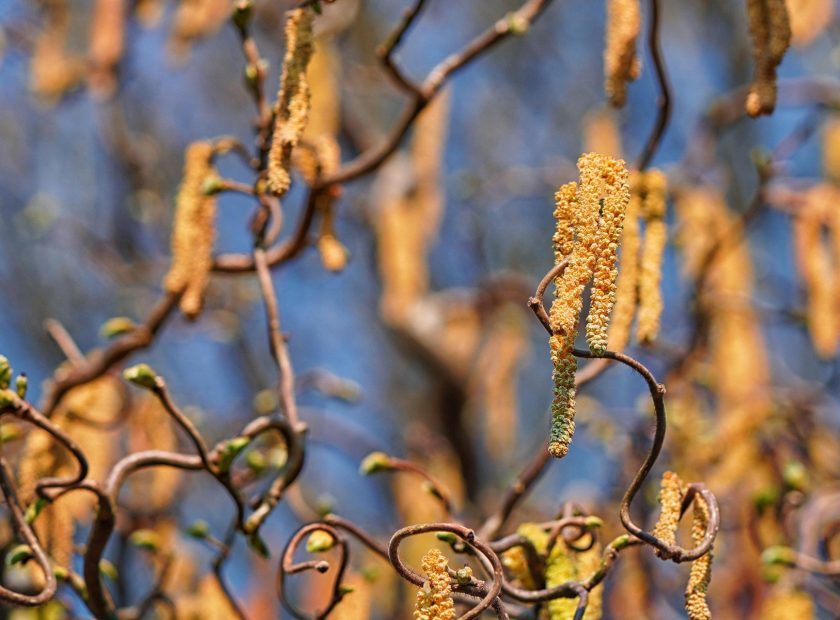 Pollen Season Arrives — Experts Highlight Testing as the Top Priority