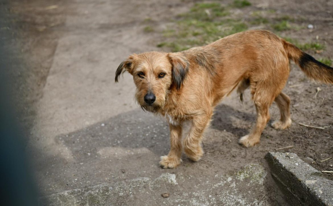 Debrecen Launches New Animal Protection Programme