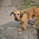 Debrecen Launches New Animal Welfare Programme