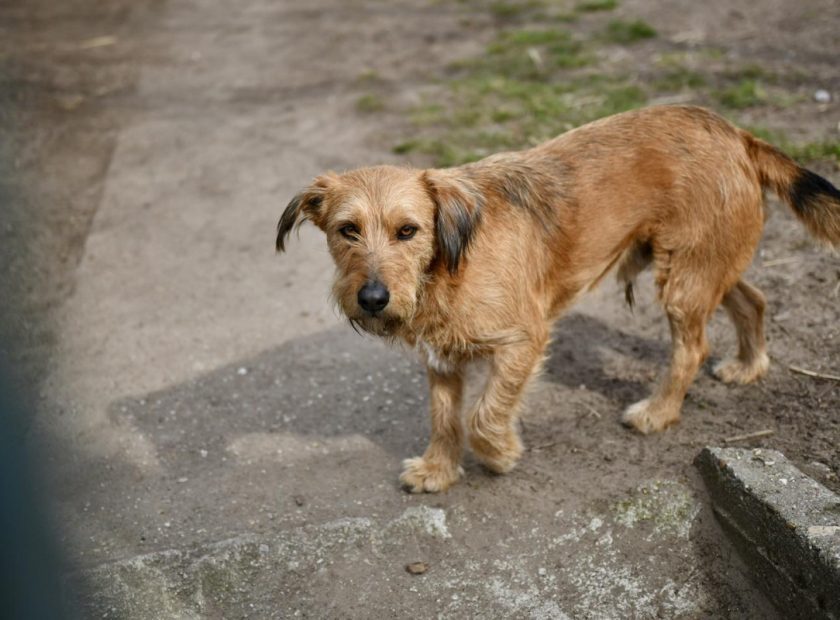 Debrecen Launches New Animal Protection Programme