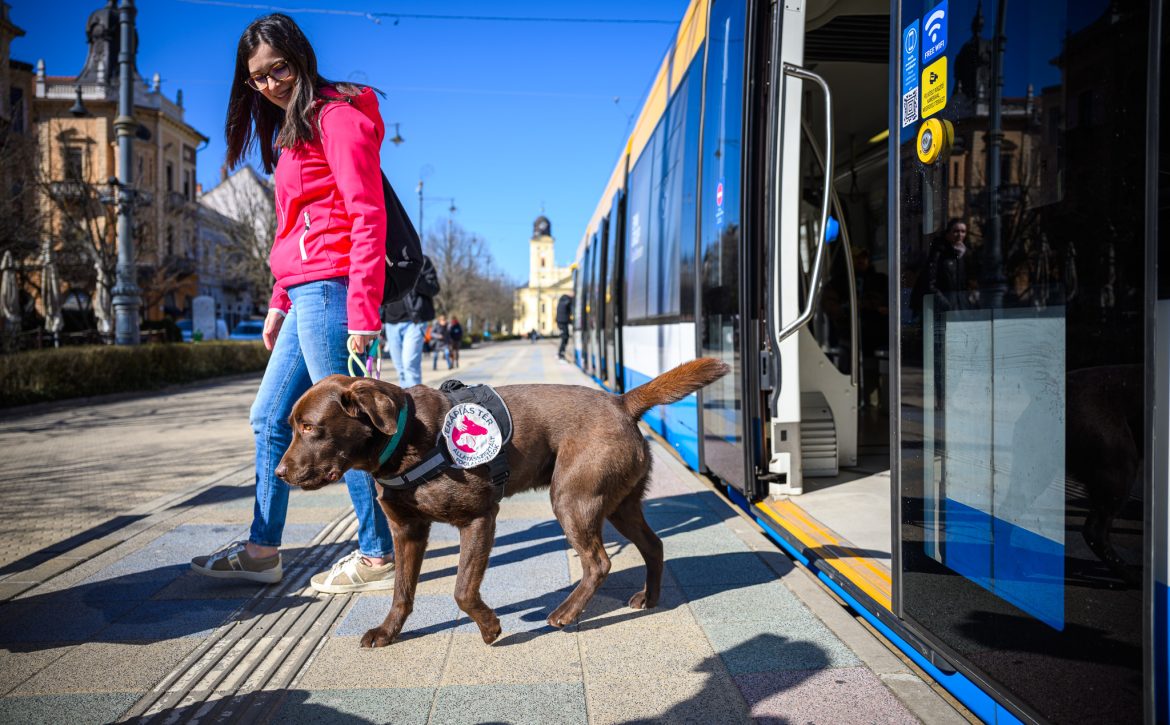 Free Dog neutering Programme to Become Citywide in Debrecen