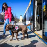 Mandatory Dog Vaccination Campaign Begins in Debrecen