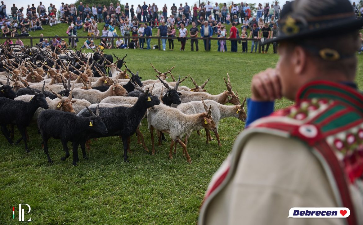 The Traditional Herdsmen’s Drive-Out Returns to the Hortobágy