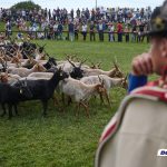 The Traditional Herdsmen’s Drive-Out Returns to the Hortobágy