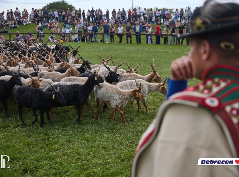 The Traditional Herdsmen’s Drive-Out Returns to the Hortobágy