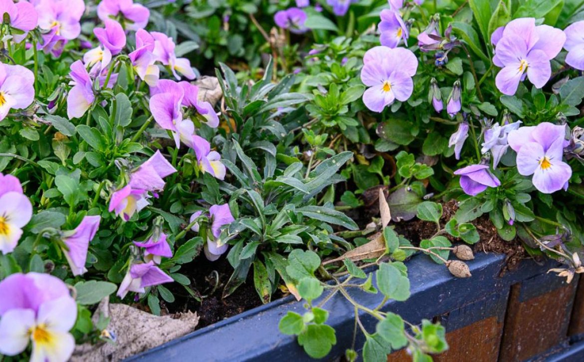 Refurbished Flower Planters to Be Placed on Piac Street