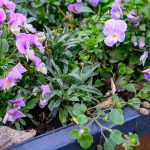 Refurbished Flower Planters to Be Placed on Piac Street