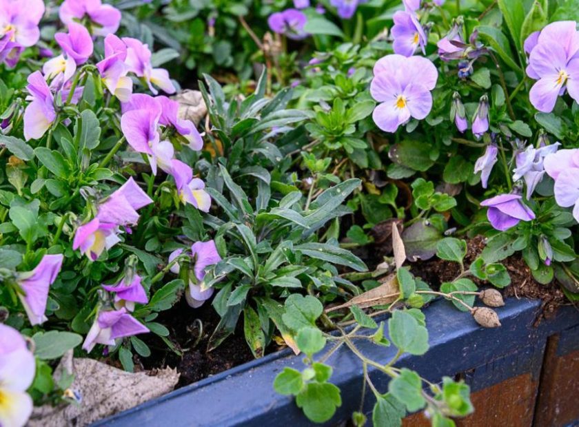 Refurbished Flower Planters to Be Placed on Piac Street