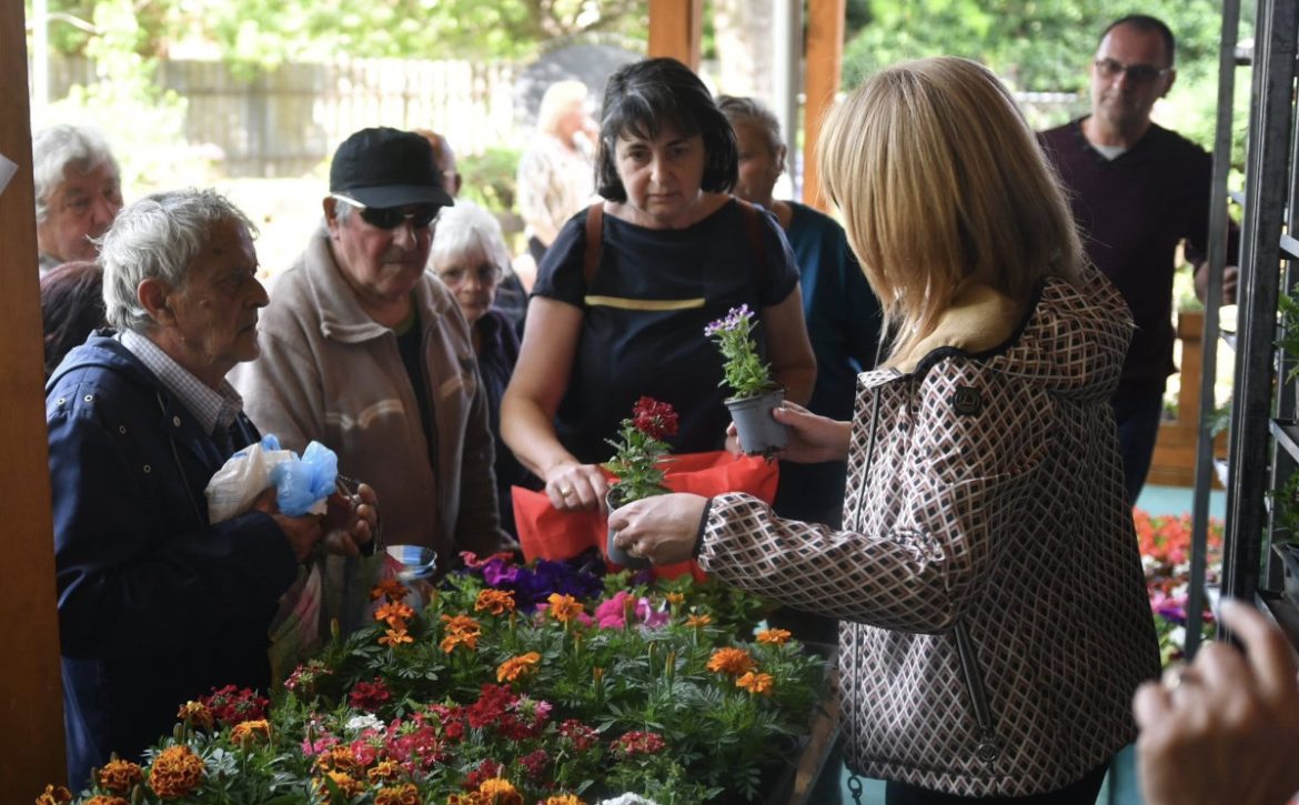 Flower Distribution Begins in Debrecen