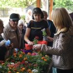 Flower Distribution Begins in Debrecen