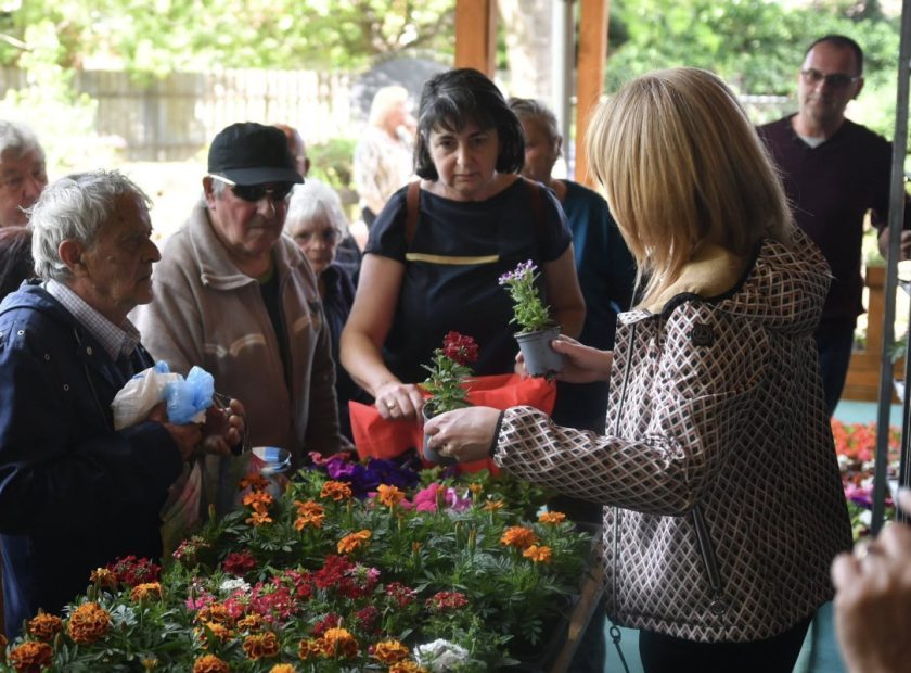 Flower Distribution Begins in Debrecen