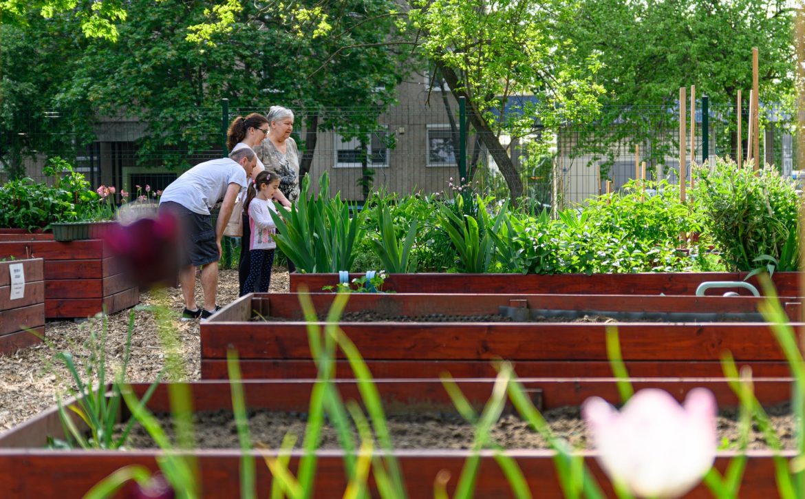 Another Community Garden Opens in Tócóskert